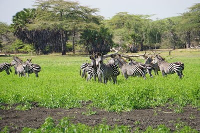 View of zebras on field