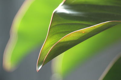 Close-up of green leaf