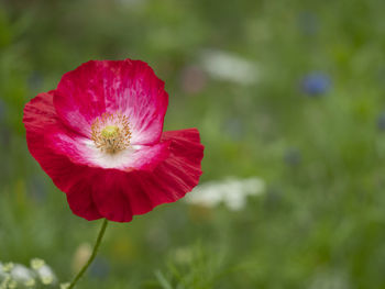 Close-up of red flower