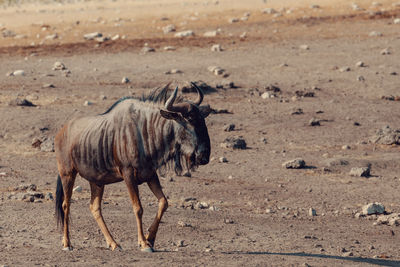 View of horse on land