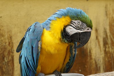 Close-up of parrot