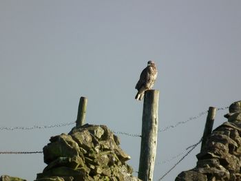 Low angle view of eagle perching against clear sky