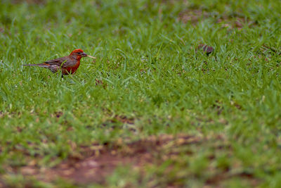 Close-up of bird perching on field