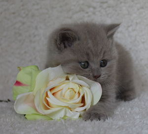 Close-up of cat by roses