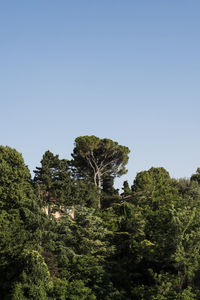 Trees and plants against clear sky