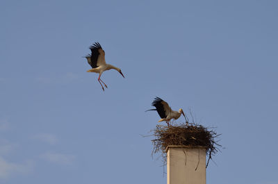 Low angle view of bird perching on plant against clear sky