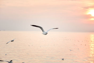 Seagull flying over sea against sky