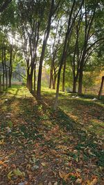 Trees in forest during autumn