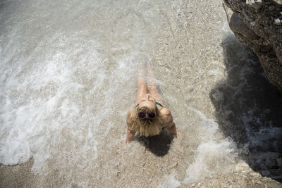 High angle view of dog swimming in sea