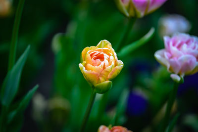 Close-up of rose flower in park