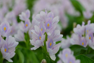 Close-up of purple flowering plants