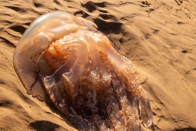 High angle view of crab on beach