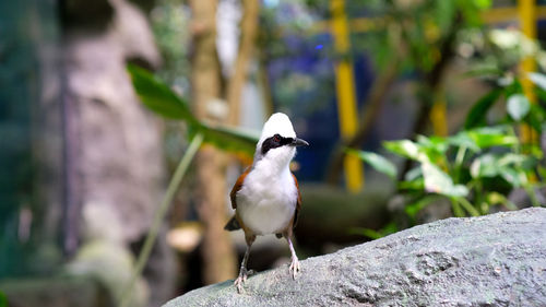 Close-up of bird perching on plant
