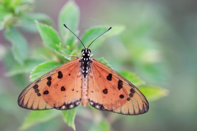 Butterfly on leaf