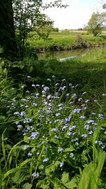 Flowers blooming in park