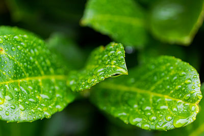 Close-up of raindrops on leaves