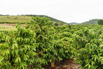 Scenic view of agricultural field against clear sky