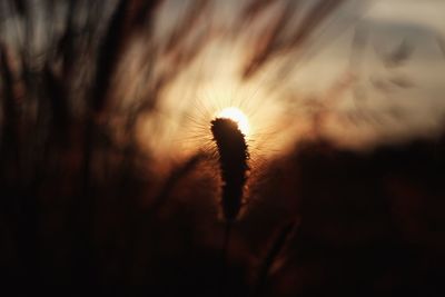 Close-up of silhouette plant against sky during sunset