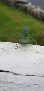 Close-up of insect