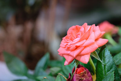 Close-up of pink rose