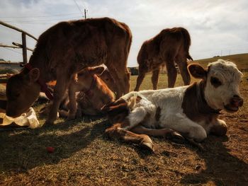 Cows on field against sky