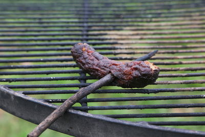 Close-up of lizard on rusty metal