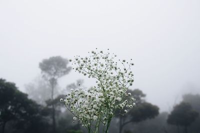 Low angle view of plants against sky