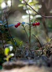 Close-up of red berries growing on tree