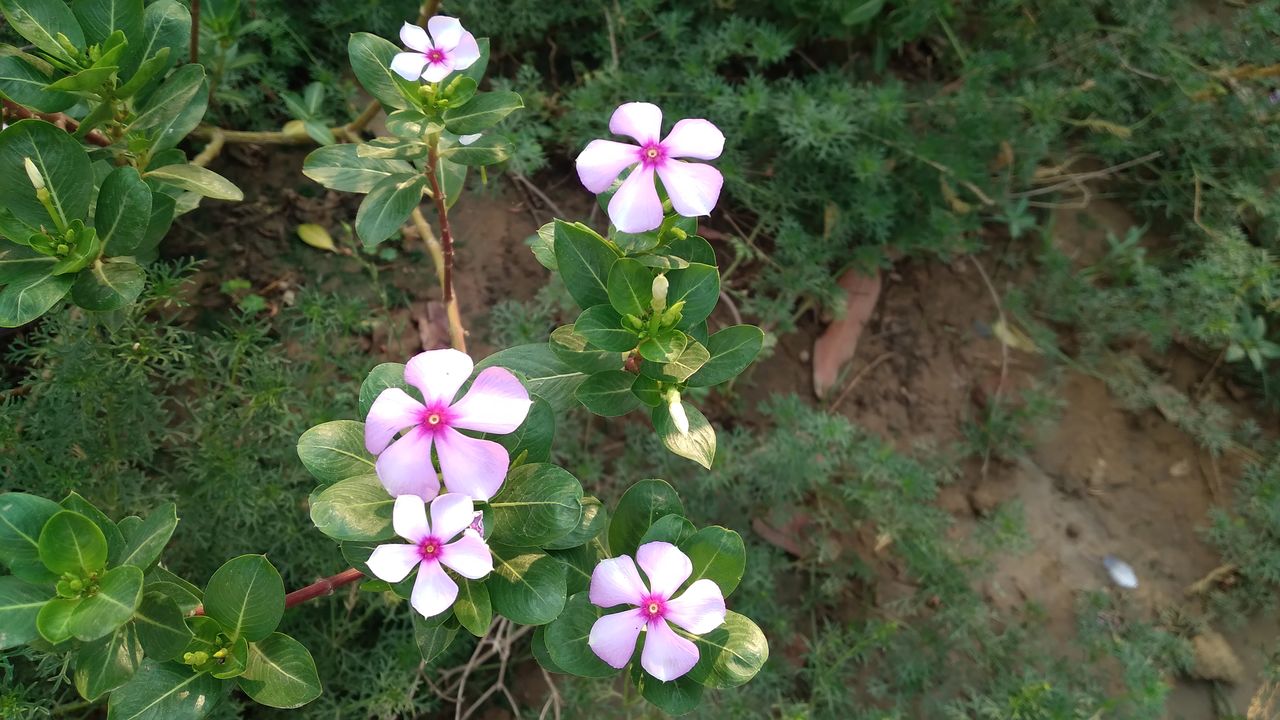 plant, flower, flowering plant, freshness, beauty in nature, growth, petal, fragility, nature, pink, high angle view, inflorescence, flower head, leaf, plant part, no people, day, close-up, wildflower, green, white, land, outdoors, springtime, field, garden, botany