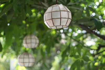 Close-up of lanterns hanging on tree