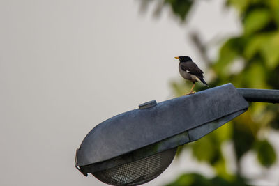 Low angle view of bird perching on metal against sky