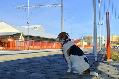A dog waits for his owner at the train station. the concept of loyalty, abandonment and canine