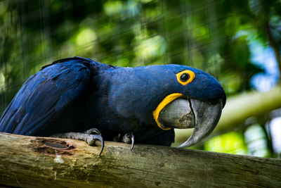 Close-up of bird perching on wood