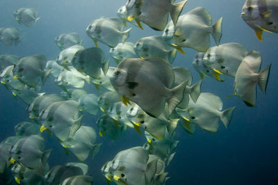 Fish swimming in sea