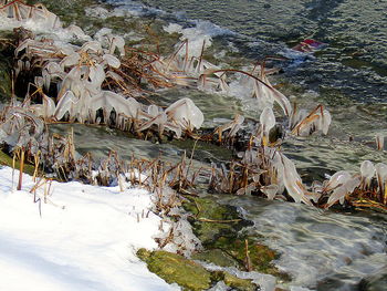 Birds swimming in lake during winter