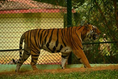 Side view of horse in zoo