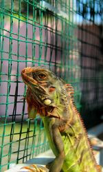 Close-up of iguana