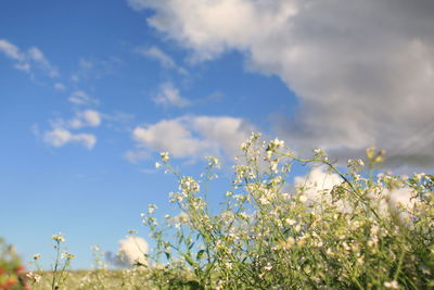 White flowering plants on field against sky