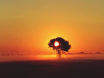 Silhouette of tree at sunset