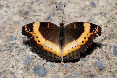 High angle view of butterfly on land