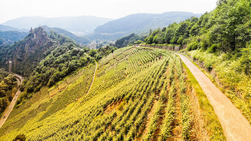 Scenic view of agricultural field against mountains