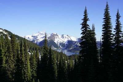 Pine trees on snowcapped mountains against sky