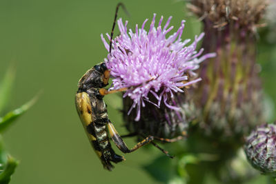 Macro shot of a spotted longhorn beetle on a thistle flower