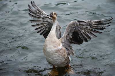 Bird flying over lake