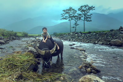 Boy sitting on buffalo by river