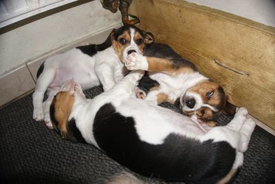 High angle view of dogs resting