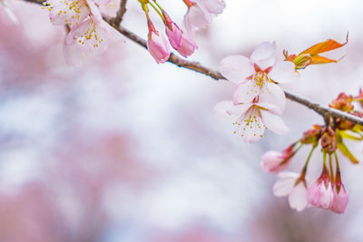 Close-up of pink cherry blossoms in spring