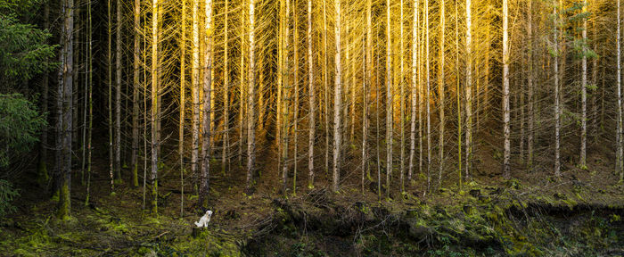 Pine trees in forest