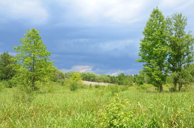 Trees on field against sky