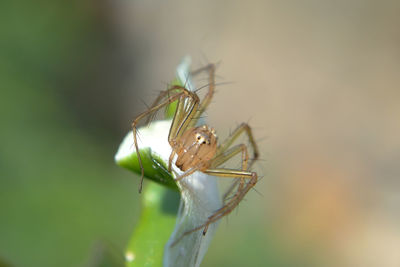 Close-up of insect